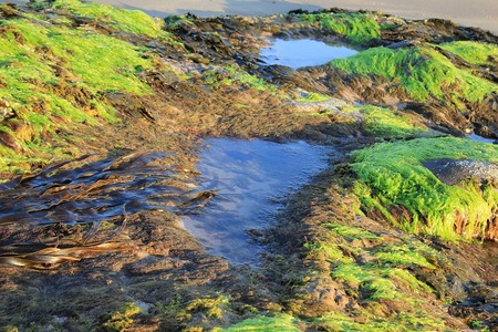 Algas e bacterias: o segredo  biotecnológico para depurar augas residuais